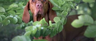 Каталбурун-собака-Описание-особенности-виды-характер-уход-и-цена-породы-каталбурун-10