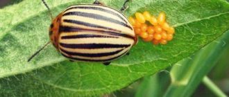 Колорадский жук и его личинки, описание и меры борьбы