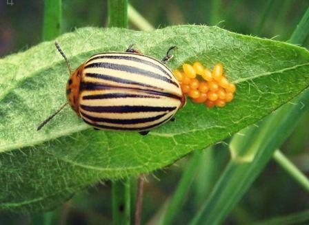 Колорадский жук и его личинки, описание и меры борьбы
