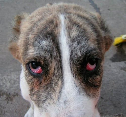 Конъюнктивит - причина покраснения глаз у собак