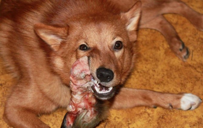 Кормить лайку можно натуральными продуктами