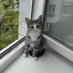 Кошка у открытого окна