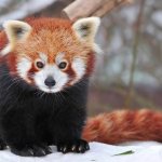 Красная-панда-животное-Описание-особенности-виды-образ-жизни-и-среда-обитания-панды-5