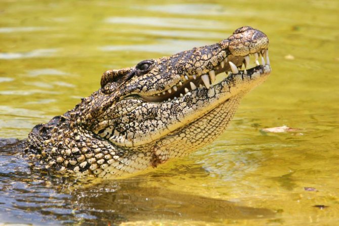 Крокодил предпочитает пресную воду