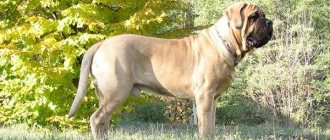 Крупные-породы-собак-Описания-названия-клички-и-особенности-крупных-пород-собак-2