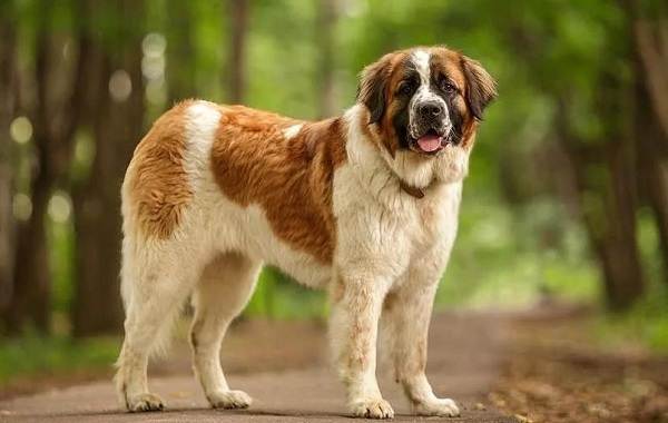 Крупные-породы-собак-Описания-названия-клички-и-особенности-крупных-пород-собак-14