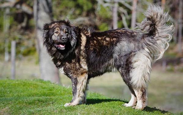 Крупные-породы-собак-Описания-названия-клички-и-особенности-крупных-пород-собак-15