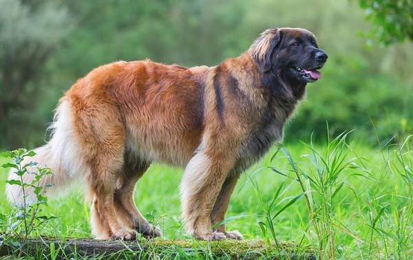 Крупные-породы-собак-Описания-названия-клички-и-особенности-крупных-пород-собак-16