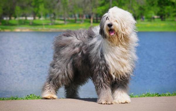 Крупные-породы-собак-Описания-названия-клички-и-особенности-крупных-пород-собак-17