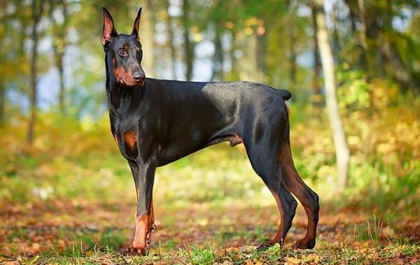 Крупные-породы-собак-Описания-названия-клички-и-особенности-крупных-пород-собак-19