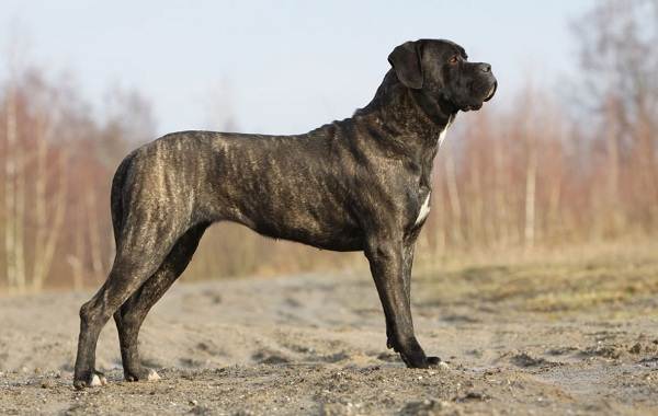 Крупные-породы-собак-Описания-названия-клички-и-особенности-крупных-пород-собак-21