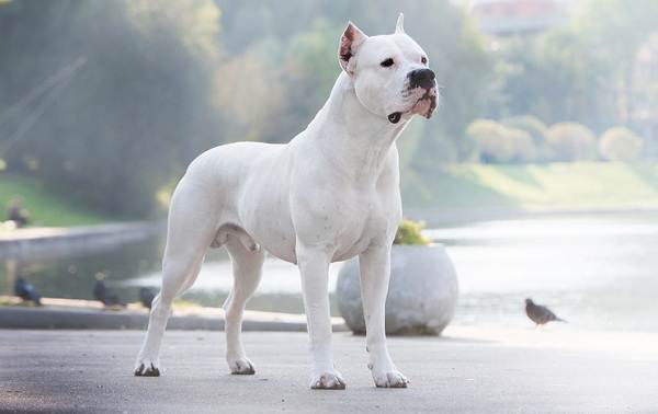 Крупные-породы-собак-Описания-названия-клички-и-особенности-крупных-пород-собак-8