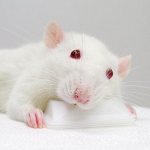 Крысы альбиносы - белые с красными глазами: особенности, срок жизни (фото)