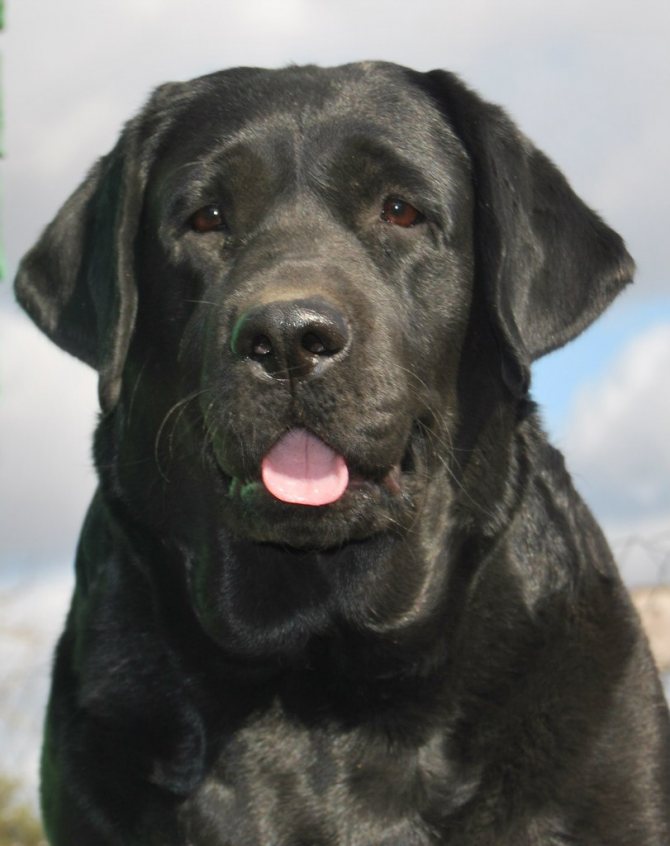 Лабрадор черный
