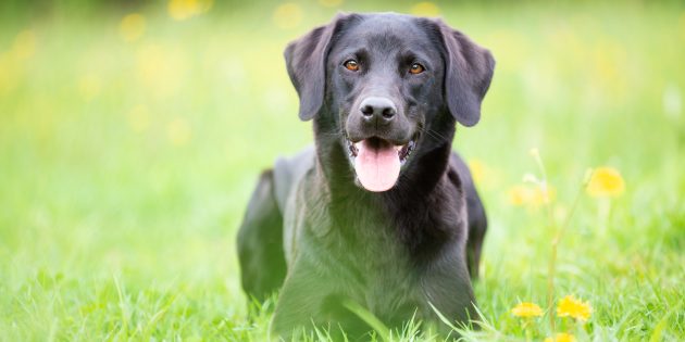 Лабрадор: характеристика