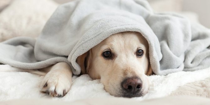 Лабрадор-ретривер – характер и описание породы с фото