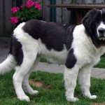 Ландсир — крупная и сильная собака, относящаяся к молоссам