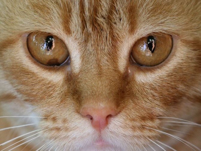 Лечение глазных болезней у кошек