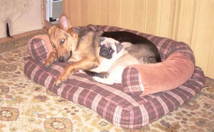 Лежаки для больших собак несколько отличаются от таких же для маленьких пород, но качественная выкройка подойдет и для первых, и для вторых.