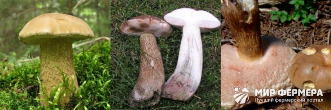Ложный белый гриб фото