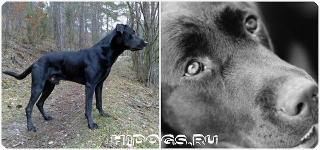 Майоркские овчарки - описание породы, особенности характера и ухода за собакой.