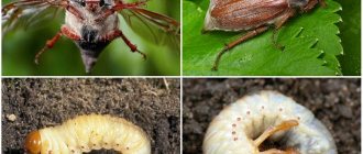 Майский жук: какими растениями питается и как бороться с личинками вредителя
