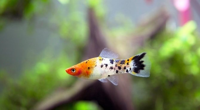 меченосец рыбка крапка