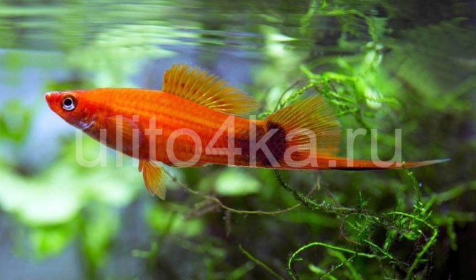 меченосец в аквариуме