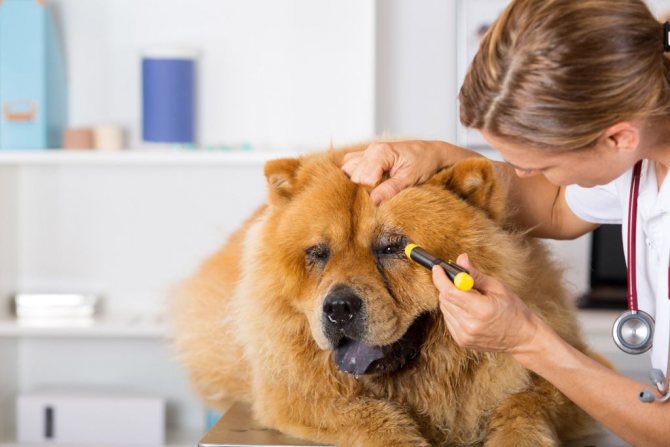 Микоплазмоз у собак: симптомы, лечение и опасность для человека