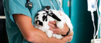 миксоматоз у кроликов можно ли есть мясо