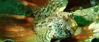 Морская собачка-бабочка (Blennius ocellaris), фото фотография морские рыбы