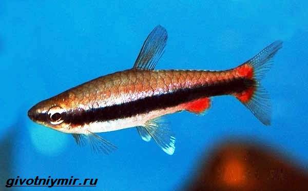 Нанностомус-рыбка-Описание-особенности-виды-и-уход-за-нанностомусом-1