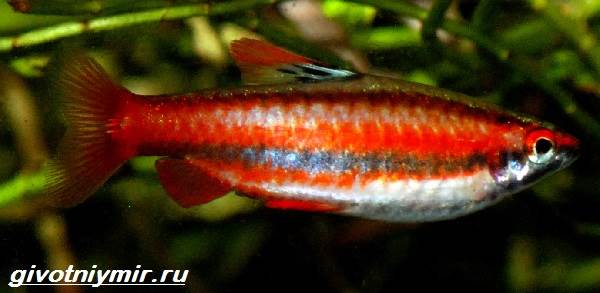 Нанностомус-рыбка-Описание-особенности-виды-и-уход-за-нанностомусом-2