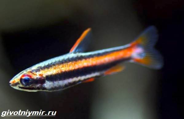 Нанностомус-рыбка-Описание-особенности-виды-и-уход-за-нанностомусом-3