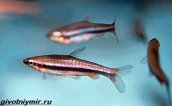 Нанностомус-рыбка-Описание-особенности-виды-и-уход-за-нанностомусом-4