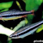Нанностомус-рыбка-Описание-особенности-виды-и-уход-за-нанностомусом-8