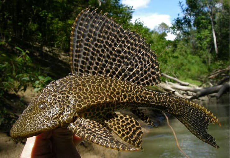 Обитание птеригоплихты