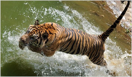 Охота суматранского тигра