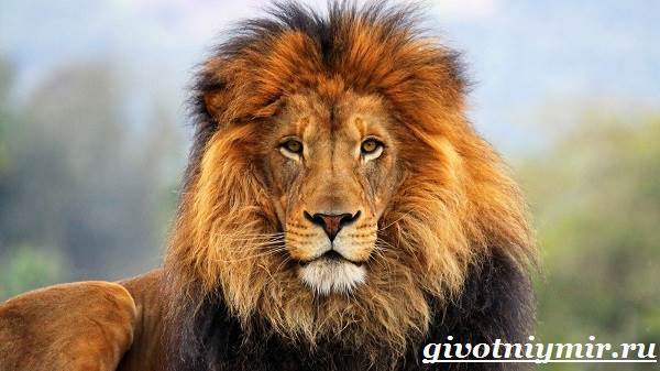 Описание льва в характеристике диких животных Африки: азиатский, черный лев