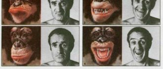 Отличие человека от человекообразных обезьян