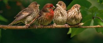 Певчие-птицы-их-названия-особенности-виды-и-фото-1