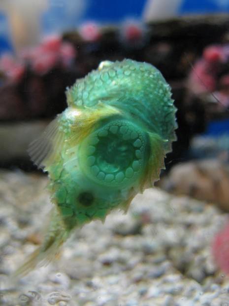 Пинагор или рыба-воробей (лат. Cyclopterus lumpus) (англ. Lumpfish)