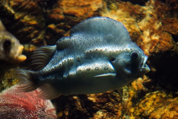 Пинагор или рыба-воробей (лат. Cyclopterus lumpus) (англ. Lumpfish)