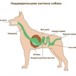 пищеварительная система собаки