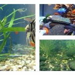 Почему зеленеет вода в домашнем аквариуме