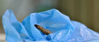 Полезный вредитель — как гусеница гигантской моли спасет планету от полиэтилена (4 фото видео)