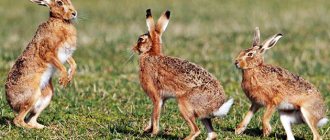 Популяции большинства видов зайцев ничего не угрожает