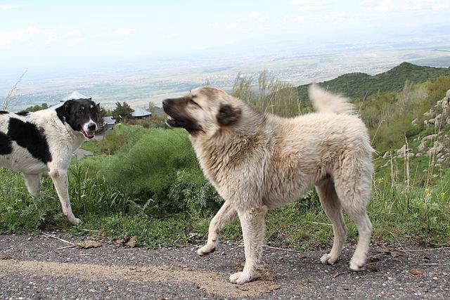 порода собак армянский гампр