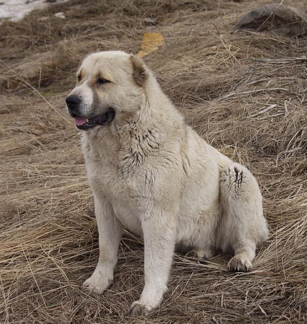 порода собак армянский волкодав