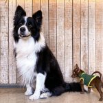 Порода собак бордер-колли: особенности характера, минусы для домашнего содержания, породные заболевания и вопросы здоровья, отзывы владельцев